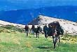 G�tes, chambres et table d'h�tes Saint-Vincent-sur-Jabron Haute Provence (Durance, Lure, Jabron)