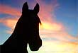  Haute Provence (Durance, Lure, Jabron)