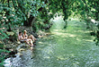 Camping, Caravaning, H�tel de plein air L'Isle sur la Sorgue Pays d'Avignon, d'Orange, Carpentras